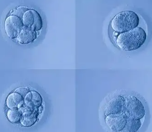 国内有没有供卵中心,在周口做试管一般需要多少钱(影响费用的因素有哪些)