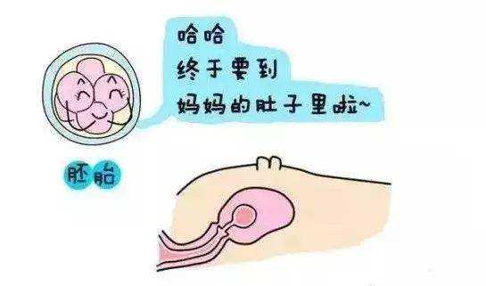 国内供卵生殖中心,试管婴儿级别怎么分,如何分辨胚胎等级